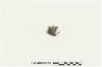 藏品(歐瓦黃苔)的圖片